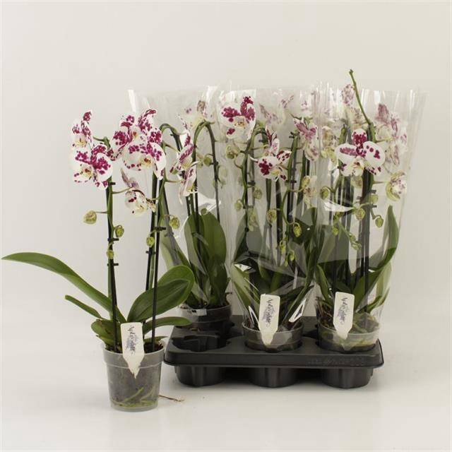 <h4>PHAL EL CASCADE</h4>