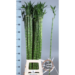 DRAC LUCKY BAMBOO