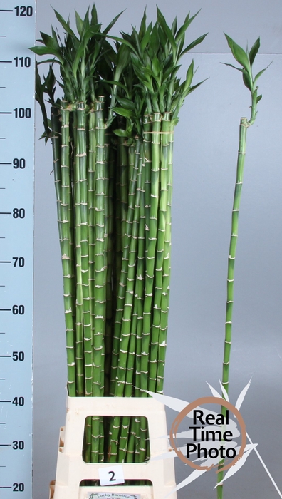 <h4>DRAC LUCKY BAMBOO</h4>