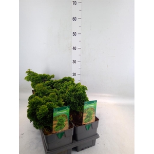 Chamaecyparis obt. 'Nana Gracilis'