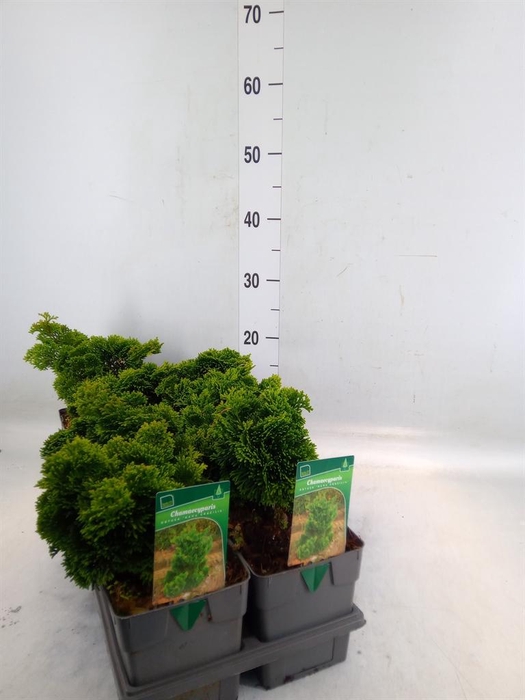 <h4>Chamaecyparis obt. 'Nana Gracilis'</h4>