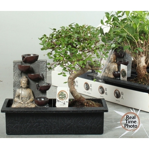 BONSAI GEM