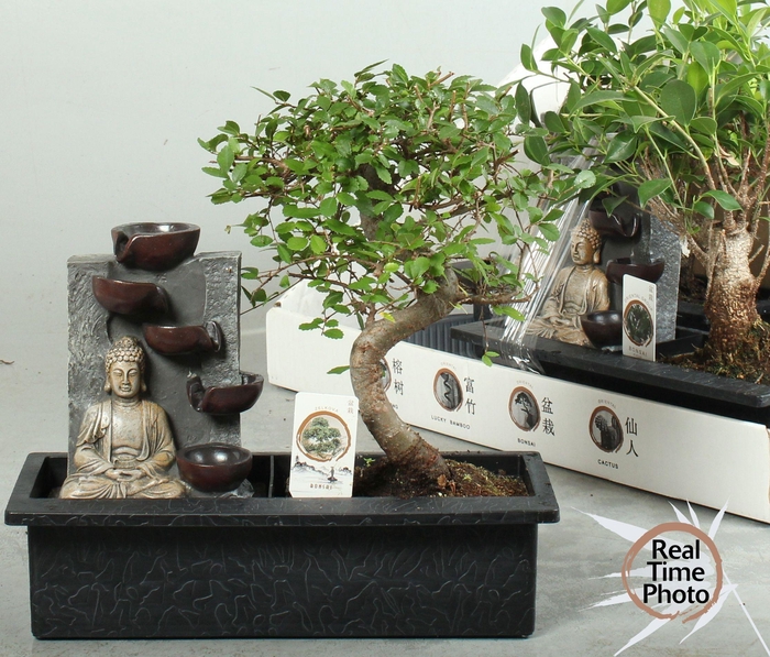 <h4>BONSAI GEM</h4>