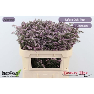 LIMONIUM  'SAFORA OSHI PINK'
