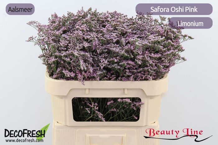 <h4>LIMONIUM  'SAFORA OSHI PINK'</h4>