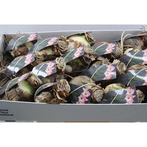 Bloembol Hippeastrum Wit Rose