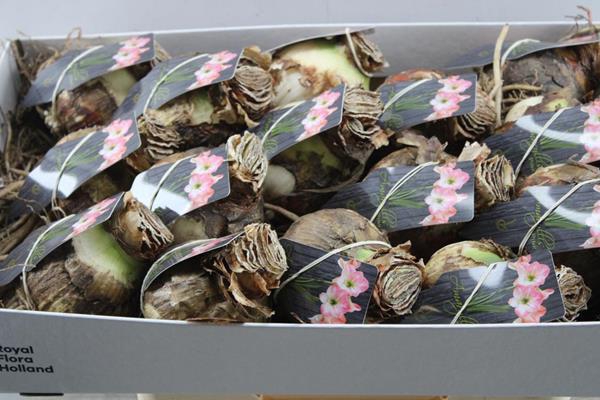 <h4>Bloembol Hippeastrum Wit Rose</h4>