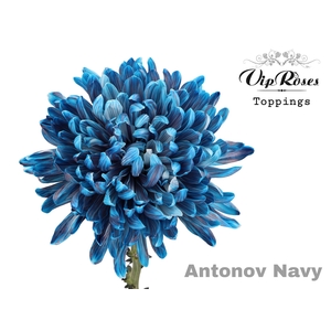 Chr G Antonov Navy