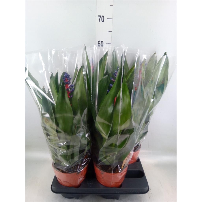 <h4>Aechmea   ...</h4>