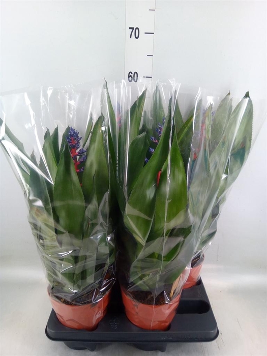 <h4>Aechmea ...</h4>