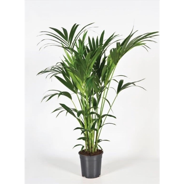 <h4>Howea forsteriana 130cm (Kentia)</h4>