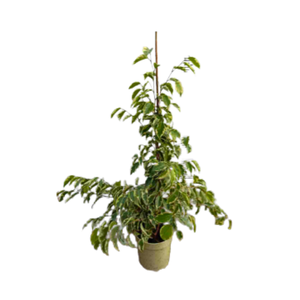 Ficus overig gemengd 3 soorten