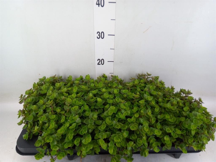 <h4>Callisia repens</h4>