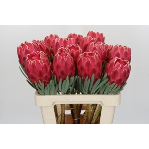 Protea Venus