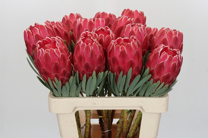<h4>Protea Venus</h4>