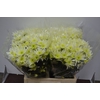 CHR T DELIAN WHITE