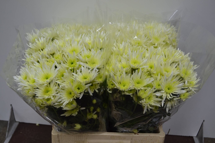 CHR T DELIAN WHITE