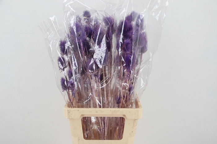 <h4>DROOGBL BEWERKT H%</h4>