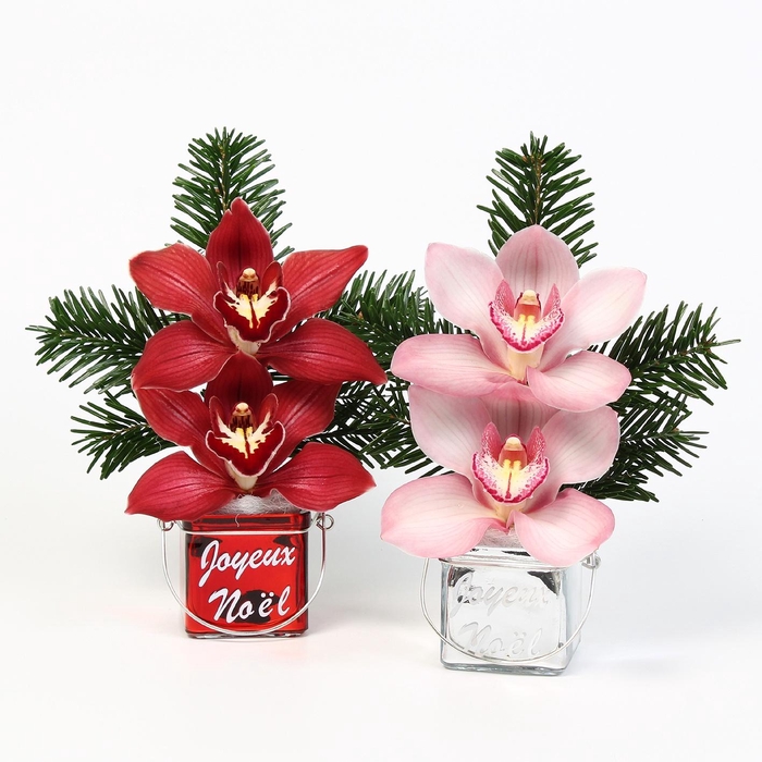 <h4>CYMB VERPAKT P BLOEM 2043</h4>