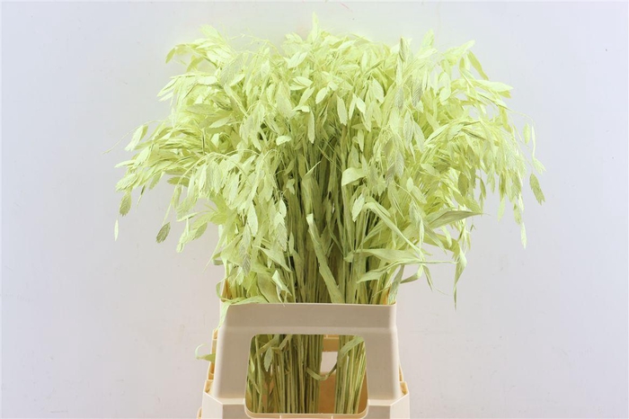 <h4>Dried Chasmantium Creme P Stem</h4>