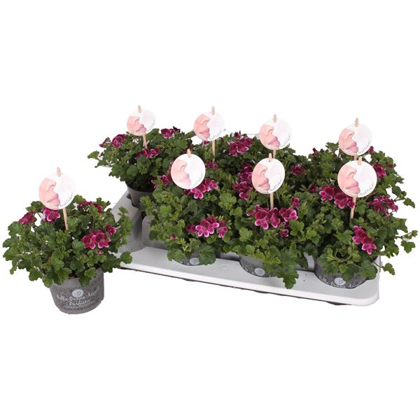 <h4>Pelg. Angel Parfum Jet 12cm</h4>