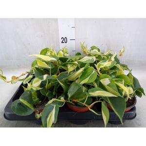 Philodendron scand.