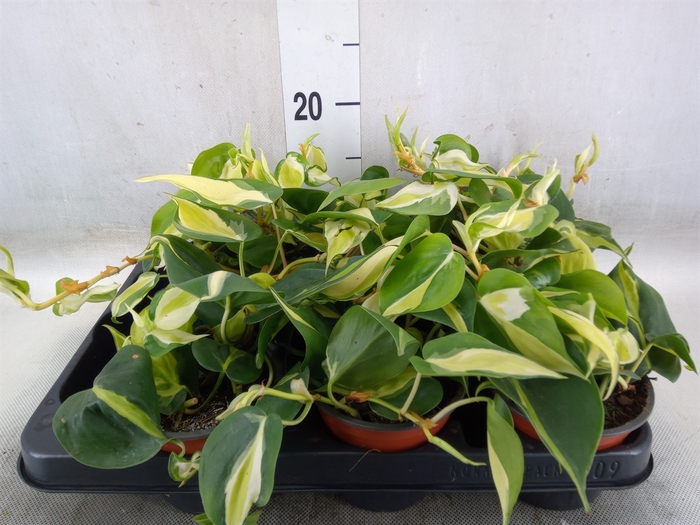 <h4>Philodendron scand.</h4>
