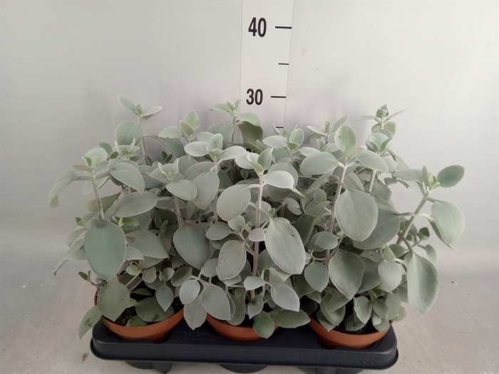 <h4>Kalanchoe NF   ...</h4>