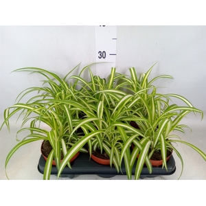 Chlorophytum com. 'Variegatum'
