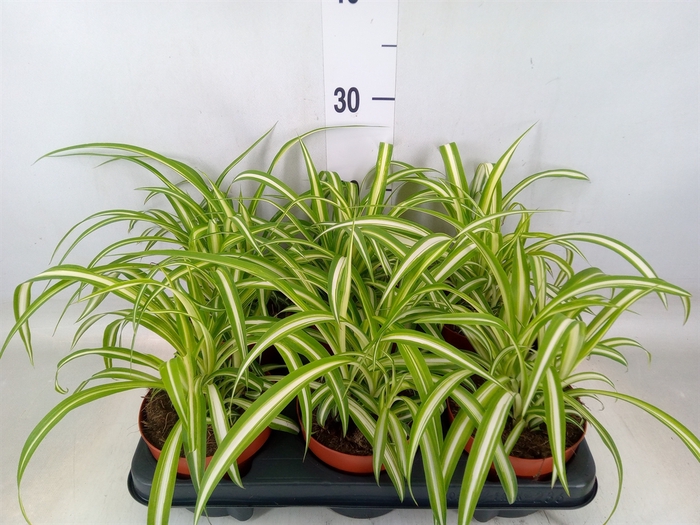 <h4>Chlorophytum com. 'Variegatum'</h4>