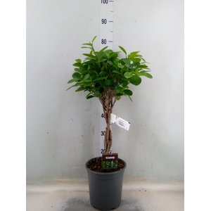 Ficus microcarpa 'Moclame'