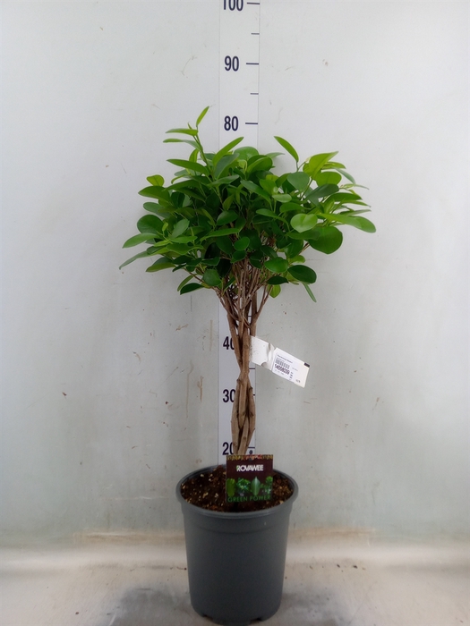 <h4>Ficus microcarpa 'Moclame'</h4>