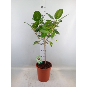 Ficus benghalensis 'Petite Audrey'