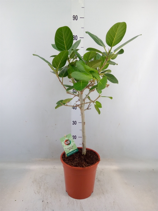 <h4>Ficus benghalensis 'Petite Audrey'</h4>