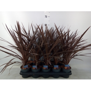 Cordyline austr. 'Red Star'