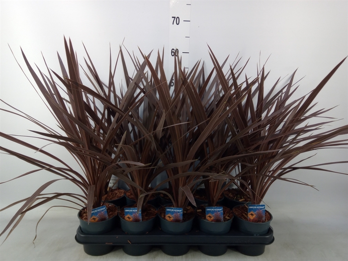 <h4>Cordyline austr. 'Red Star'</h4>