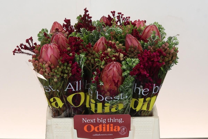 <h4>BQ Protea Silvia SFB</h4>