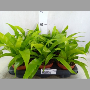Asplenium antiquum