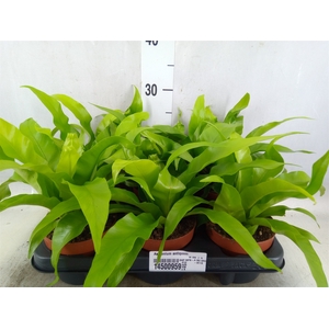 Asplenium antiquum