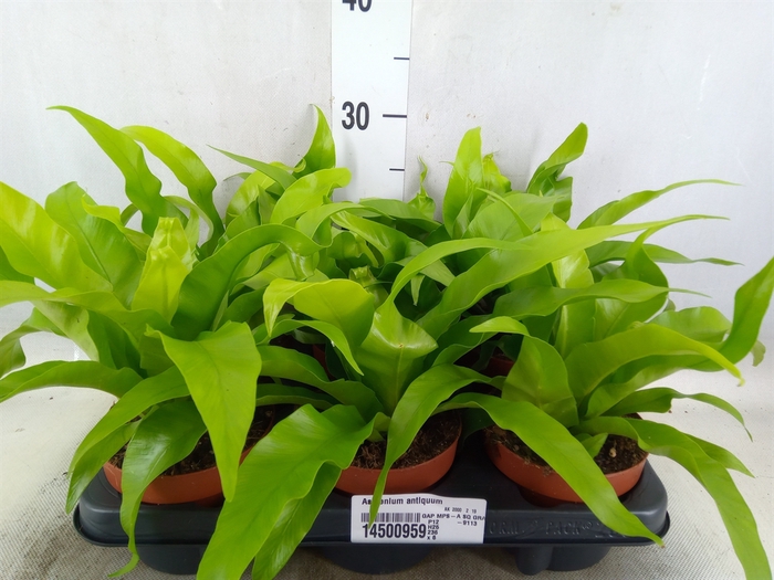 <h4>Asplenium antiquum</h4>