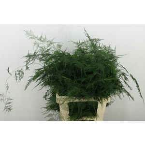 Asp Setac Extra Veren