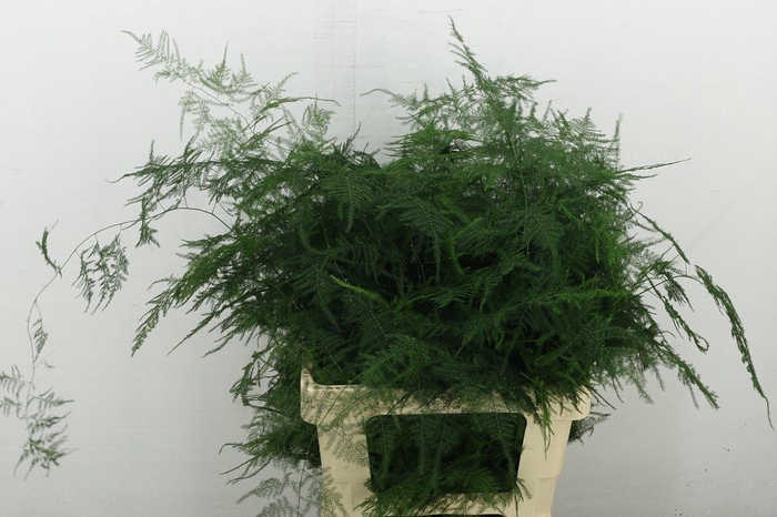 <h4>Asp Setac Extra Veren</h4>