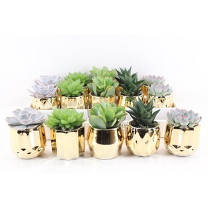 arr3 OV - Ker. San Fransico gold