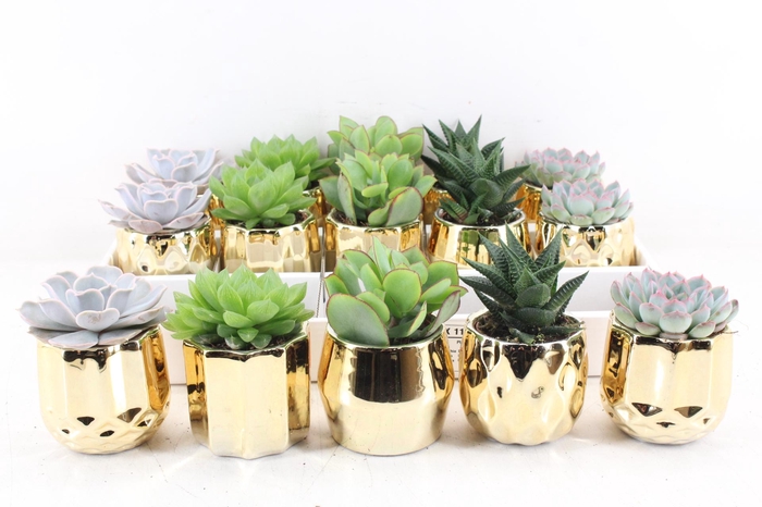 <h4>arr3 OV - Ker. San Fransico gold</h4>