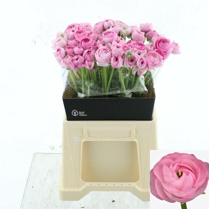 <h4>RAN EL PINK</h4>