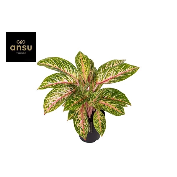 <h4>Aglaonema Coco Melon</h4>