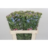 Oxypetalum Tweedia Blue