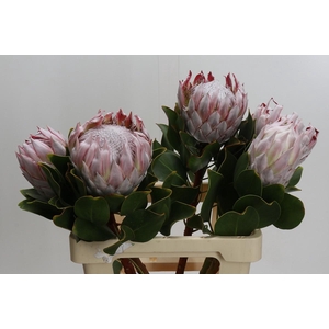 Protea Cynaroides