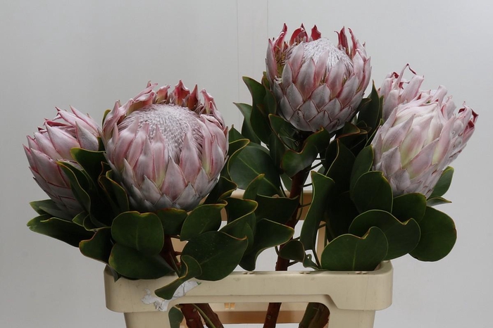 <h4>Protea Cynaroides</h4>