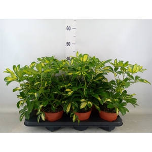 Schefflera arbor. 'Gerda'